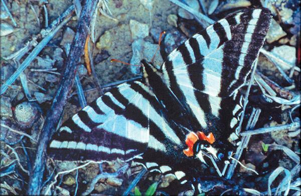 Figure 11. The Zebra Swallowtail basks in the early sunlight